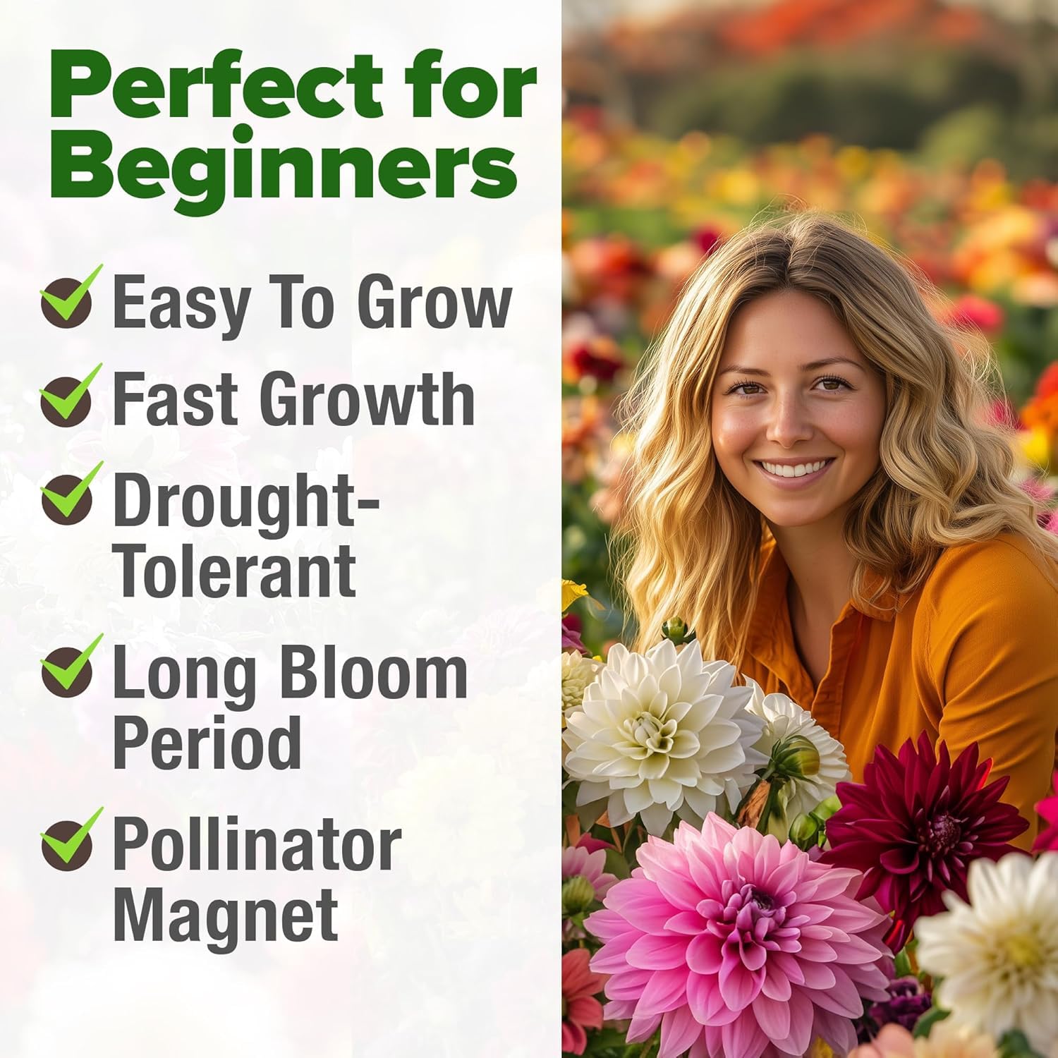 Home Grown Zinnia Dahlia container planting—compact 24–36 inches tall, vibrant color.