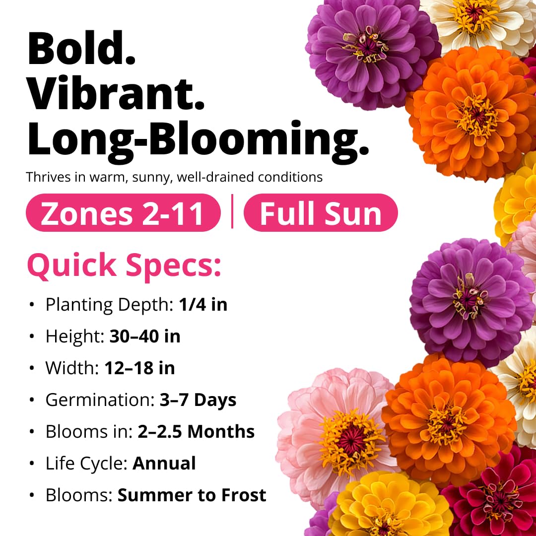 Cut flowers from HOME GROWN Zinnia Dahlia offer long vase life for bouquets.