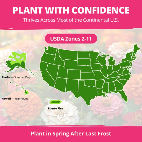 Seeds of HOME GROWN Zinnia Dahlia germinate quickly, delivering color within weeks.