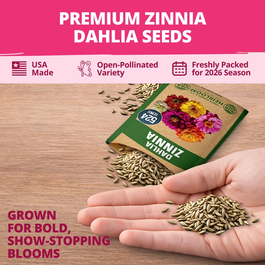 Zinnia Dahlia thrives in full sun and hot climates, suitable for many gardens.