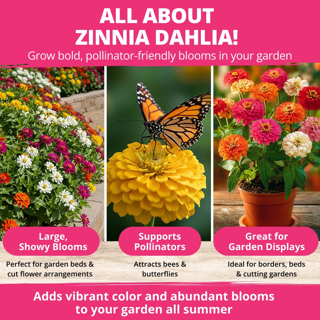 Pollinator-friendly Zinnia Dahlia blooms attract butterflies and bees in the garden.