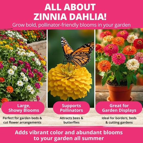 Pollinator-friendly Zinnia Dahlia blooms attract butterflies and bees in the garden.