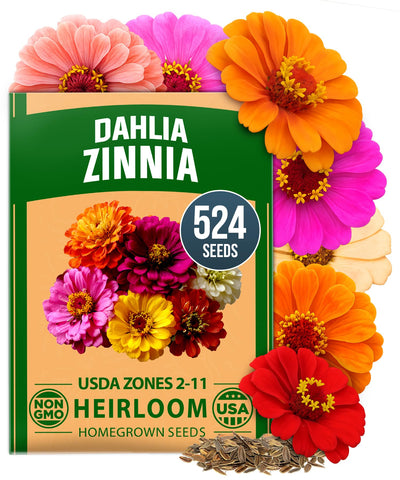 HOME GROWN Zinnia Dahlia seeds pack with 524 seeds for bold color in borders and containers.