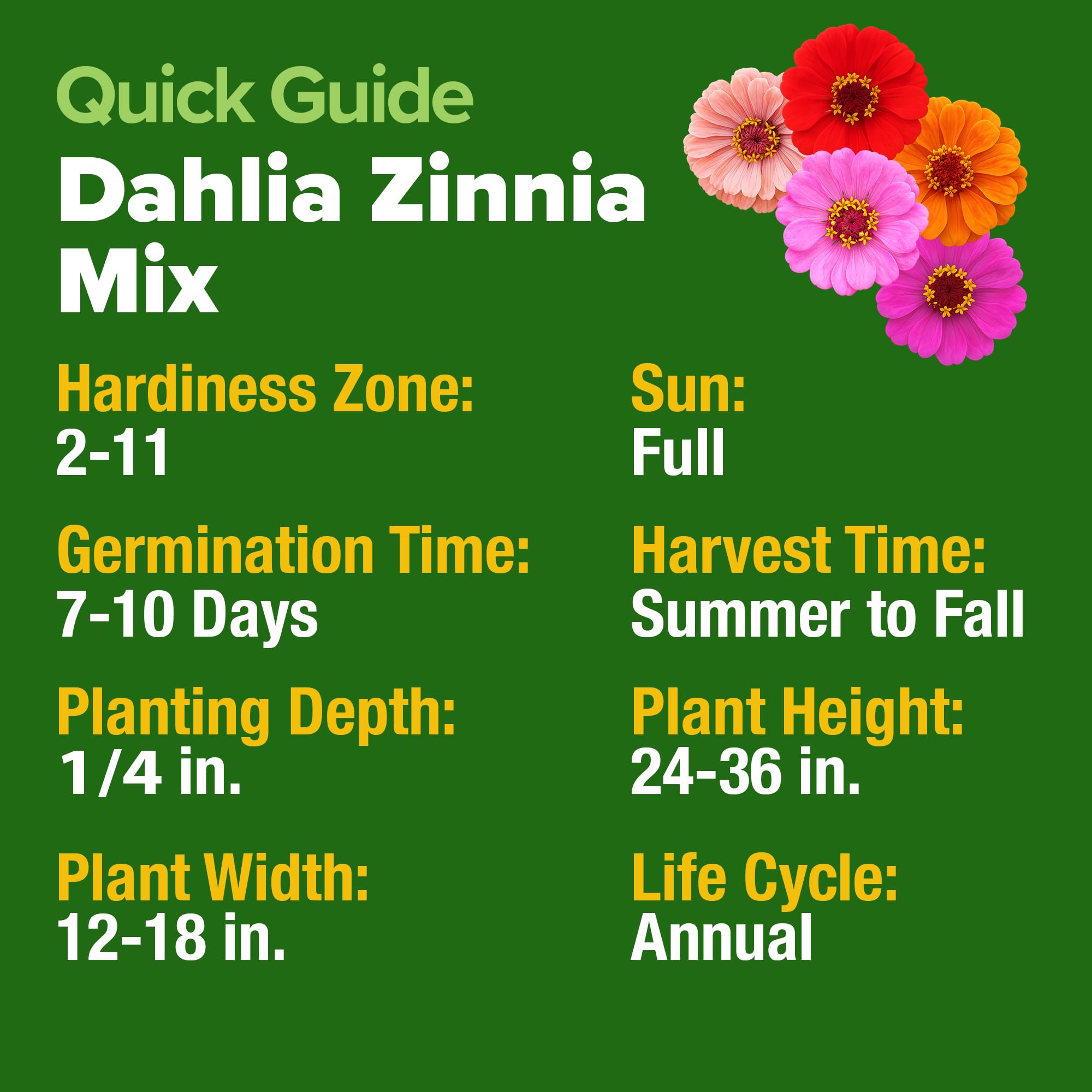 Home Grown Zinnia Dahlia vase bouquet—long-lasting stems for fresh arrangements.