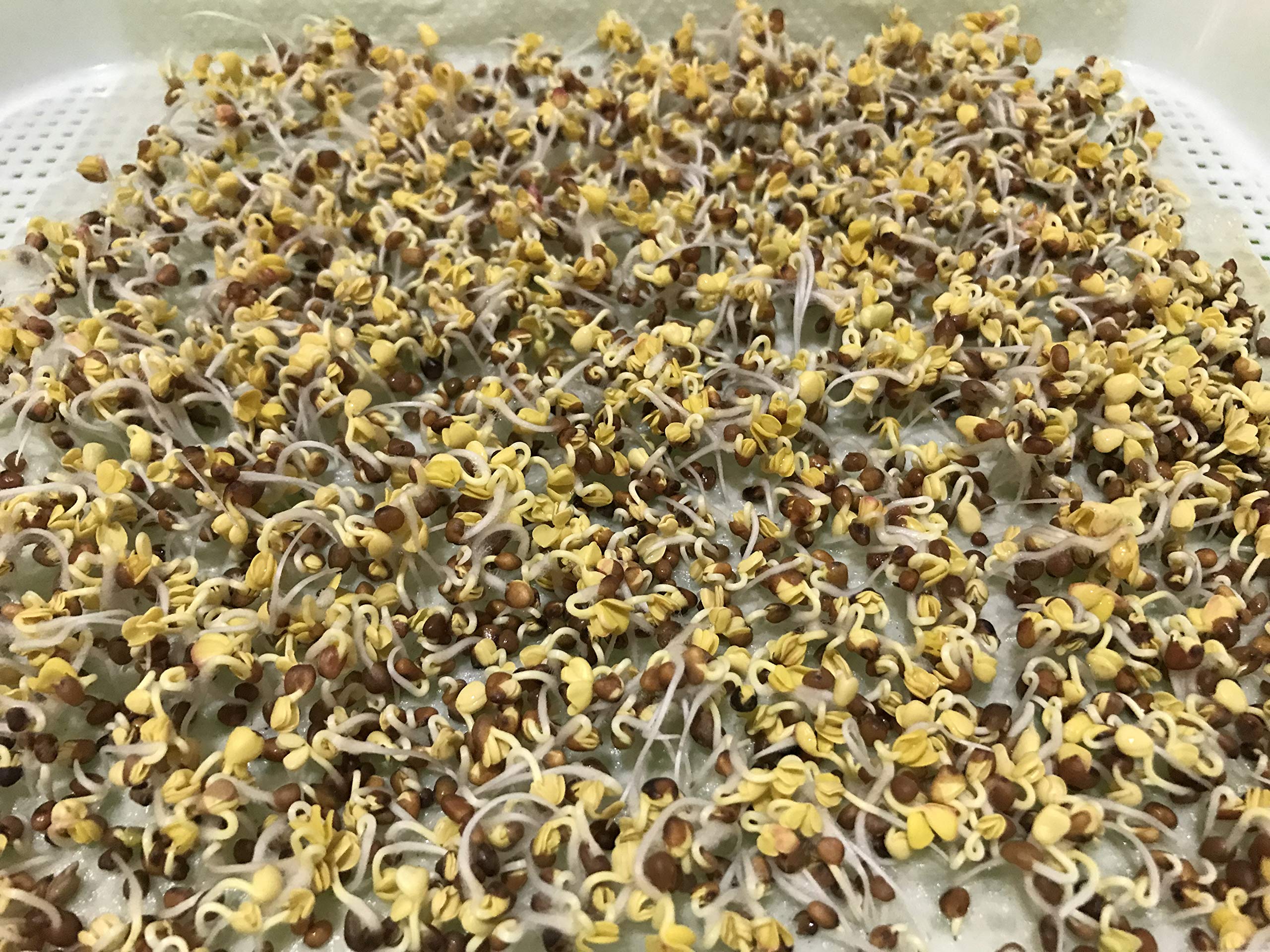 Home Microgreen 150-sheet pack shown with seeds ready to sprout on biodegradable sheets.