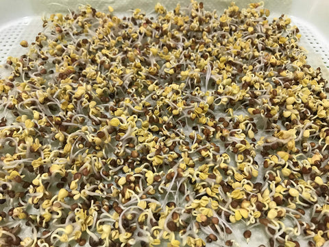 Home Microgreen 150-sheet pack shown with seeds ready to sprout on biodegradable sheets.
