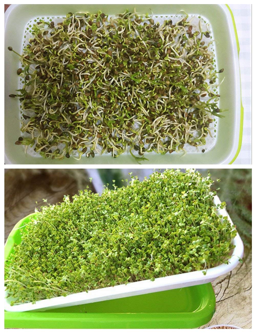Home Microgreen germinating paper close-up highlights high-quality paper designed for safe plant growth.