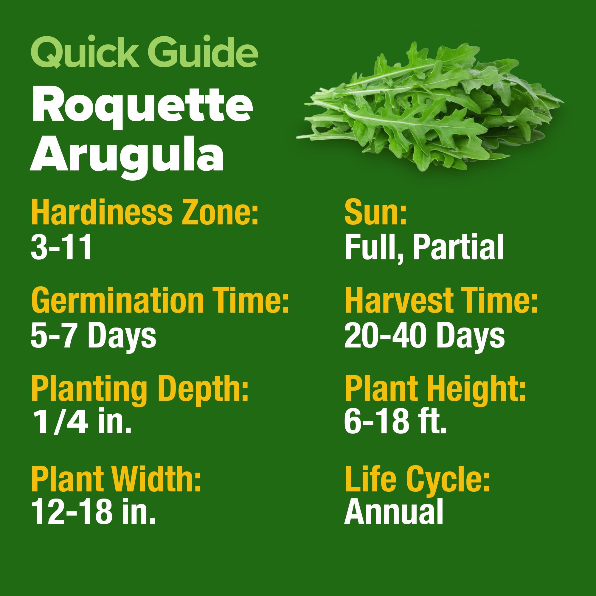 HOME GROWN arugula seeds ready for quick 20–30 day harvests of baby greens