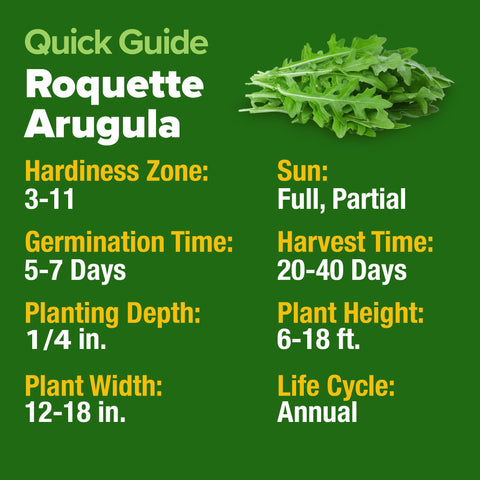 HOME GROWN arugula seeds ready for quick 20–30 day harvests of baby greens