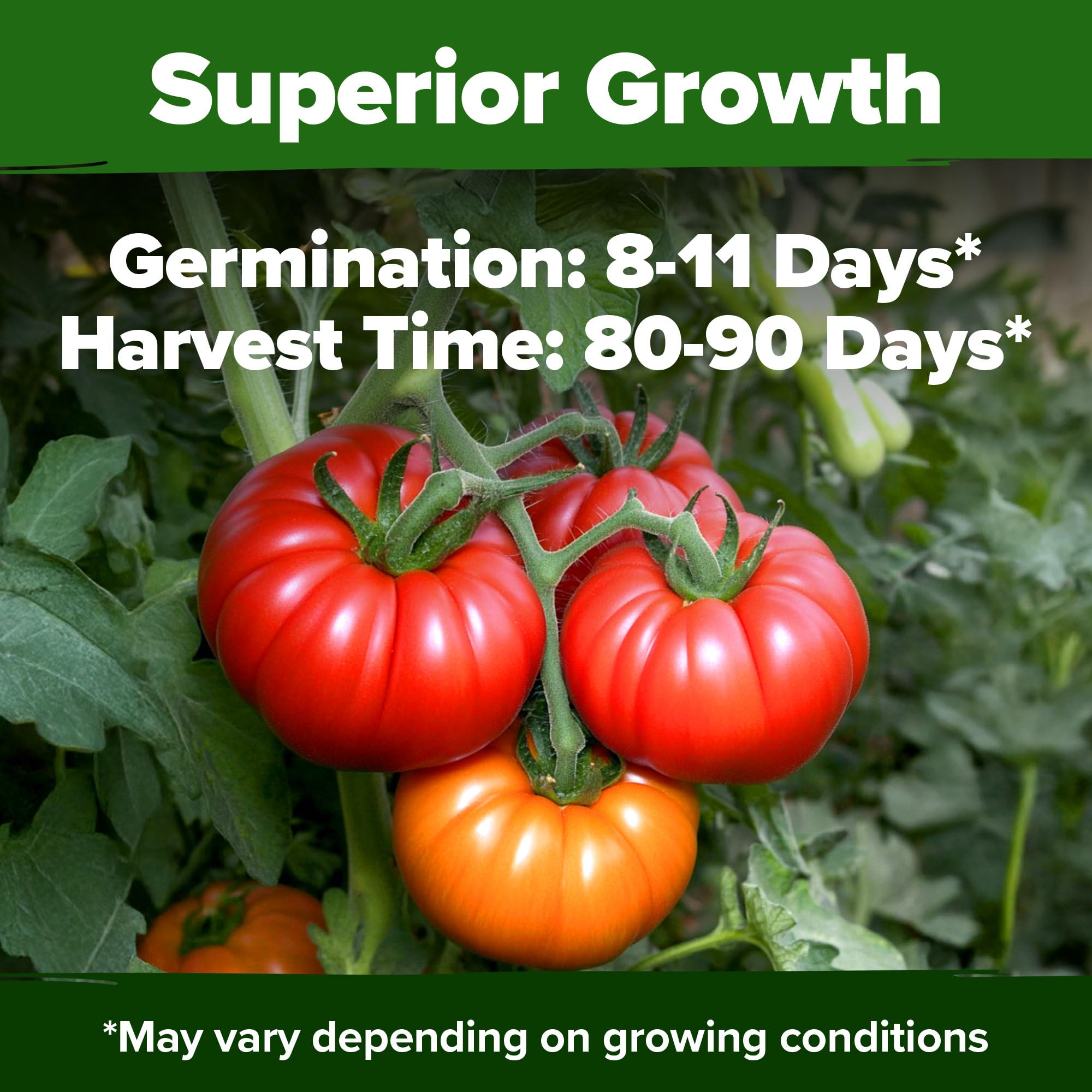 HOME GROWN Beefsteak plants attract pollinators for a thriving garden.