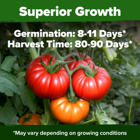 HOME GROWN Beefsteak plants attract pollinators for a thriving garden.