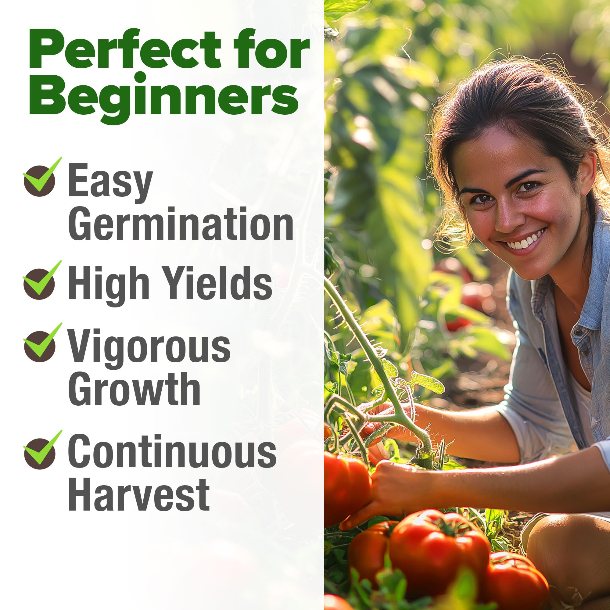 HOME GROWN Beefsteak tomato slices ideal for salads and sandwiches.