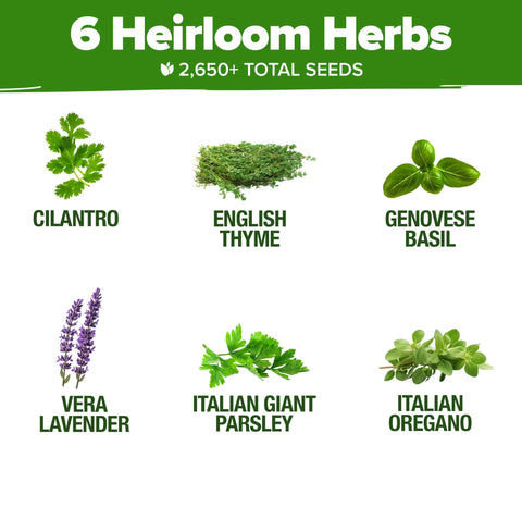 HOME GROWN Cilantro seed packet for vibrant, aromatic herbs in meals