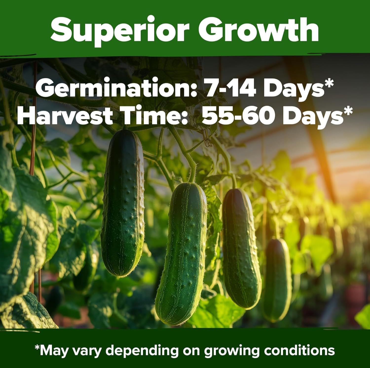 HOME GROWN Marketmore crisp cucumbers, perfect for fresh salads.