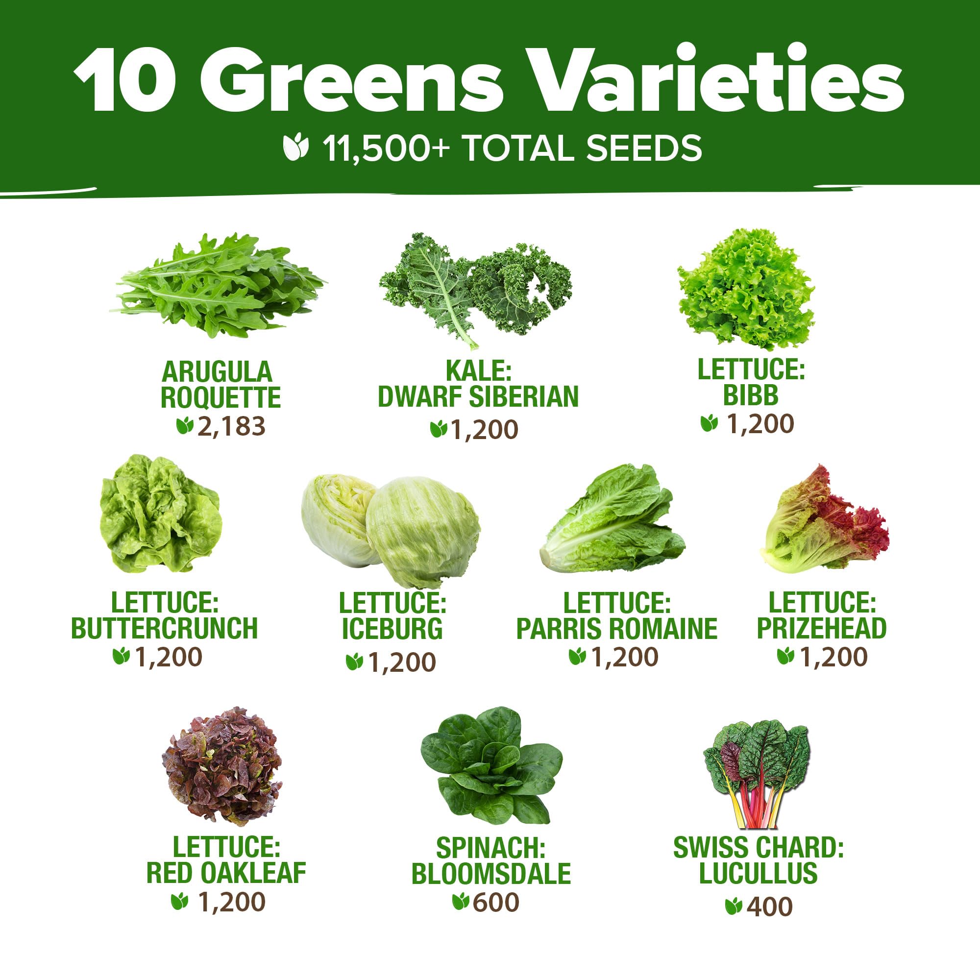 HOME GROWN romaine lettuce seeds for crisp, garden-fresh salads