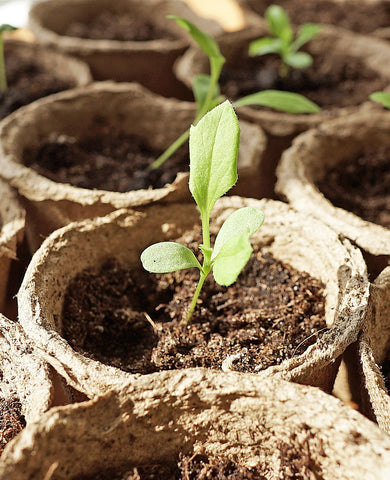 Homenote 20-pack plant labels included for seedling organization