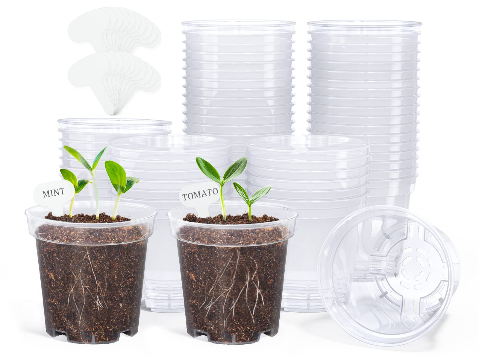Homenote clear nursery pot 3-inch diameter with transparent walls for easy root and moisture checks