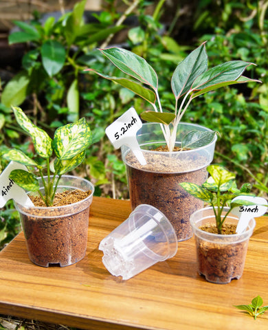 Homenote transparent seedling pot offers moisture visibility for precise watering.