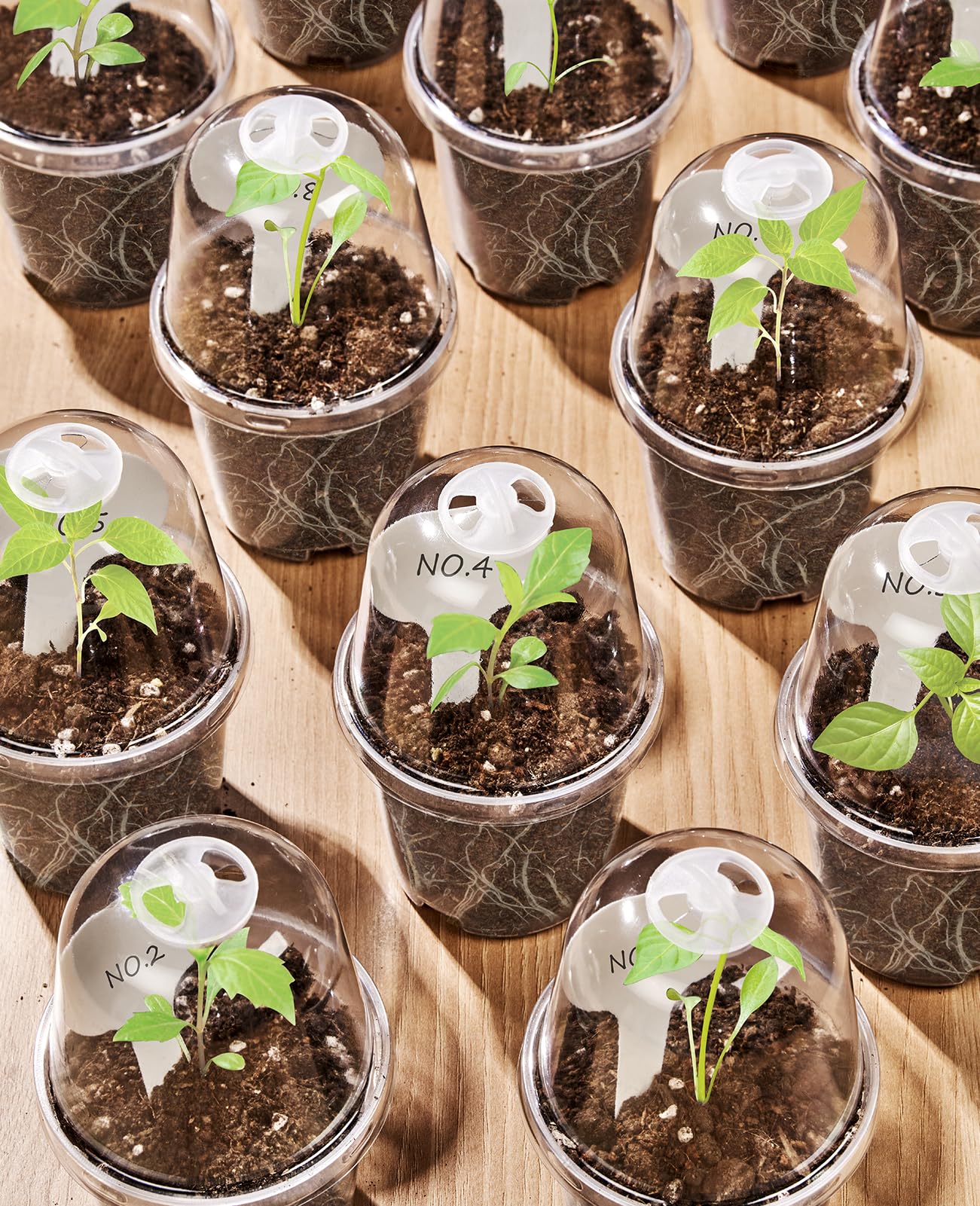 Homenote humidity dome lid retains moisture for cuttings