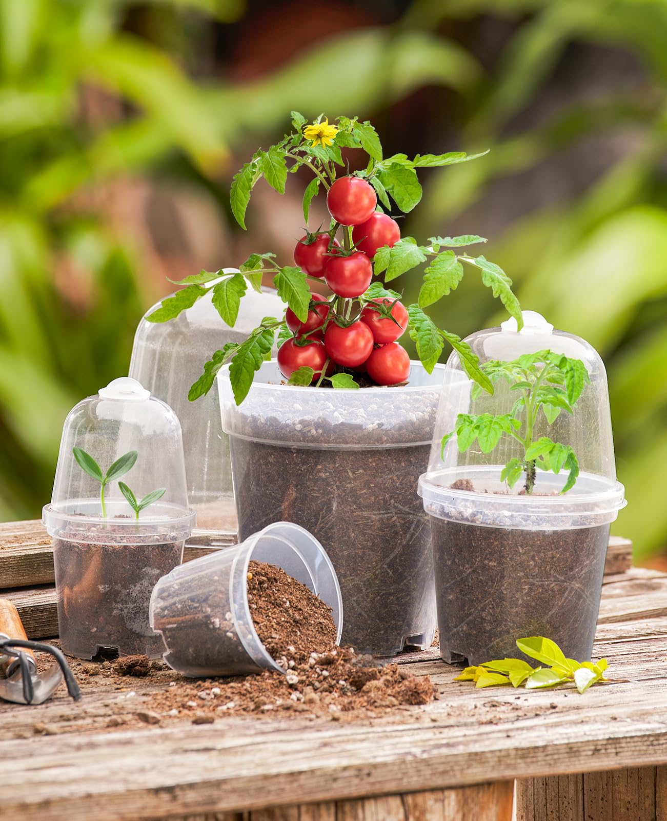 Homenote humidity dome seedling container helps retain moisture during propagation.