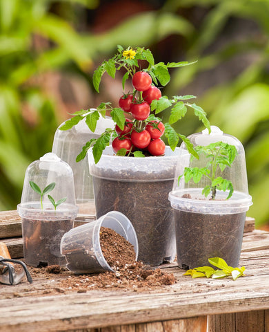 Homenote humidity dome seedling container helps retain moisture during propagation.