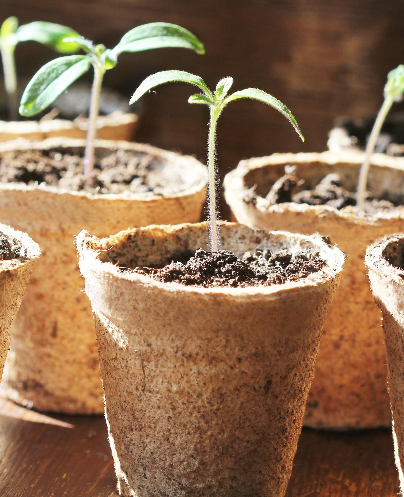 Homenote natural garden pots ideal for tomatoes and cucumbers.