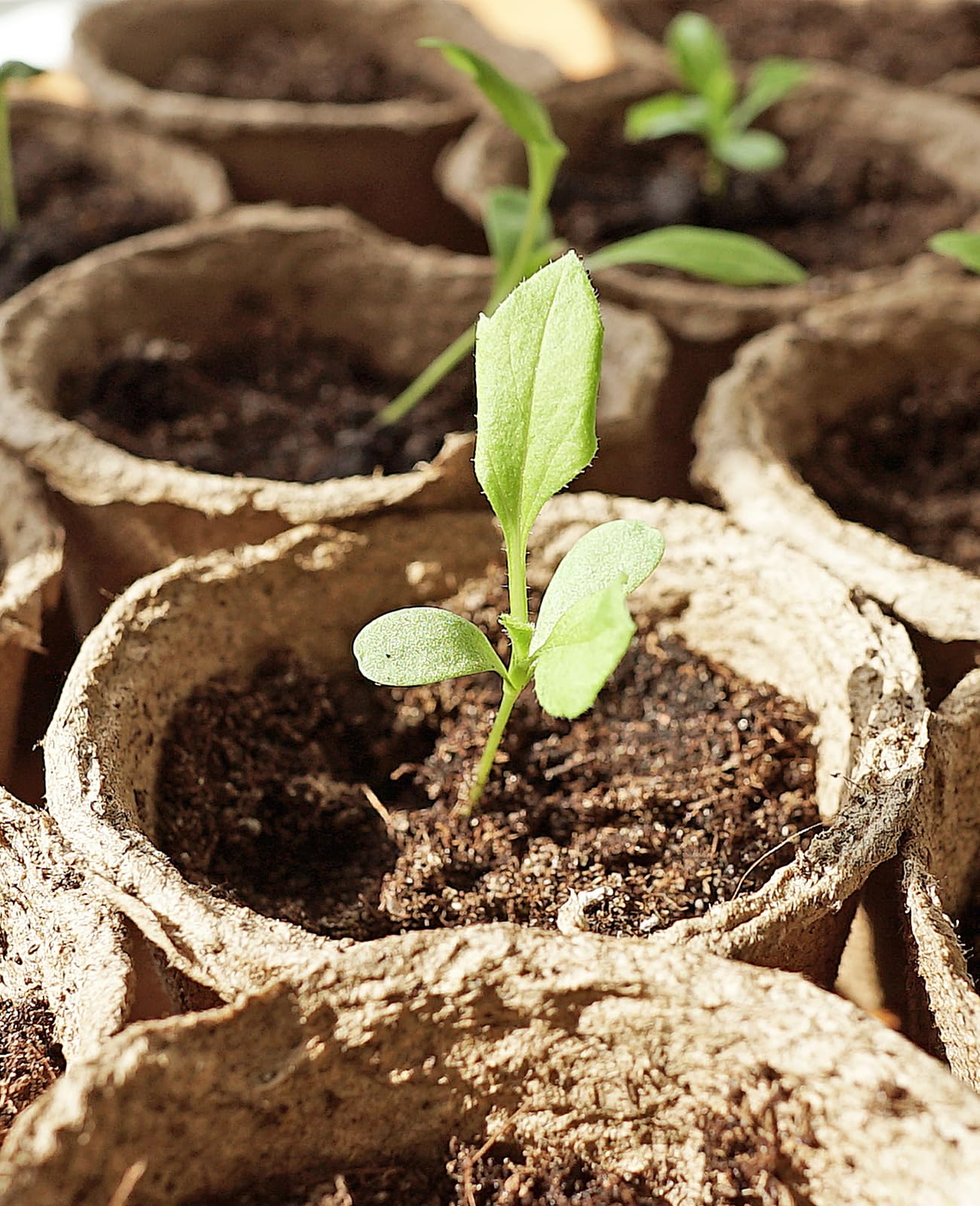Homenote bonus plant labels included for organized gardening.