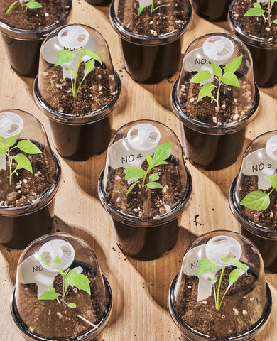 homenote reusable planter pot ready for transplant without damaging roots