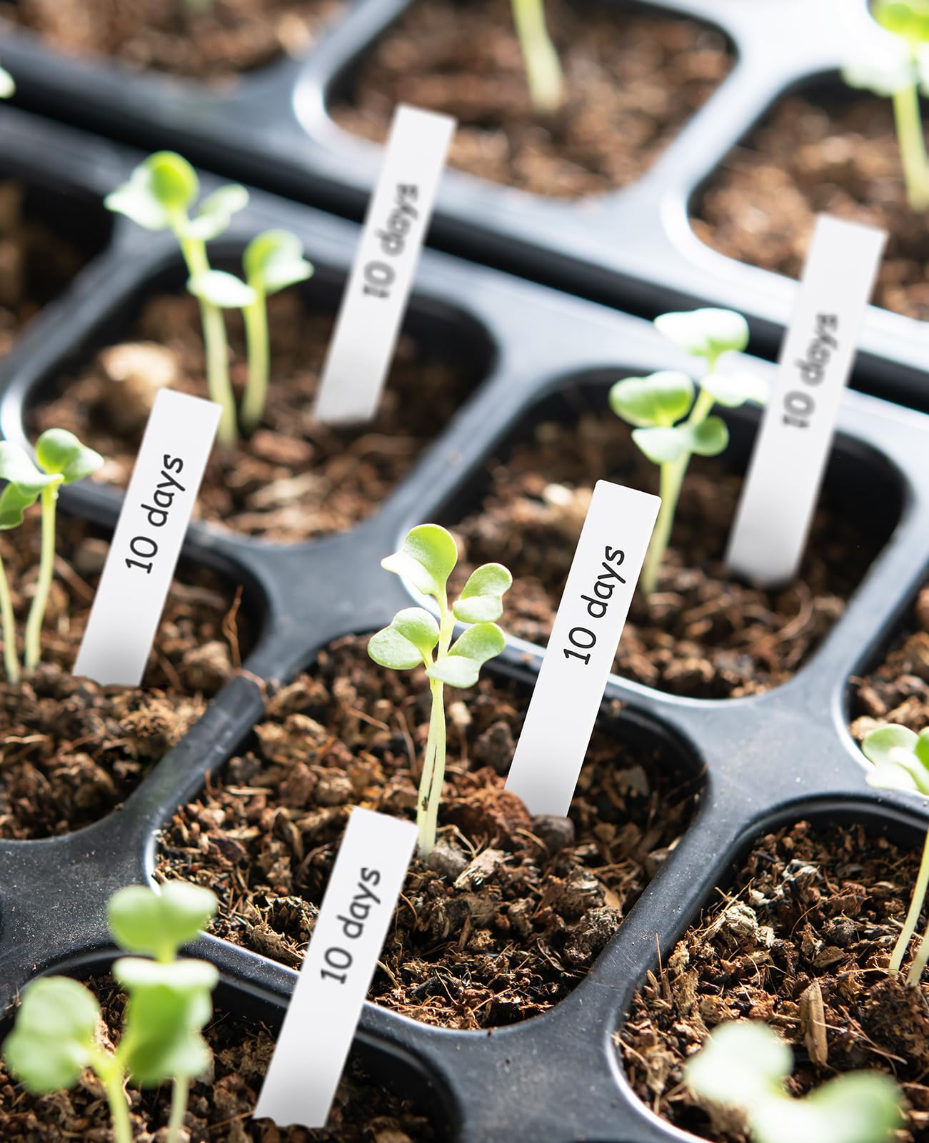 Homenote seedling marker pen, easy to write on plastic surfaces.