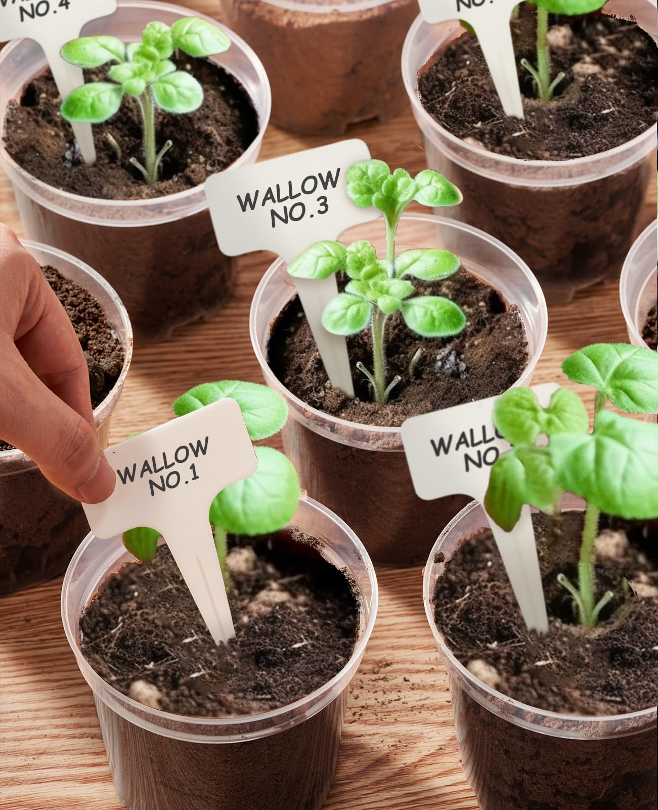 Homenote transparent pot supports seed starting and moisture observation.