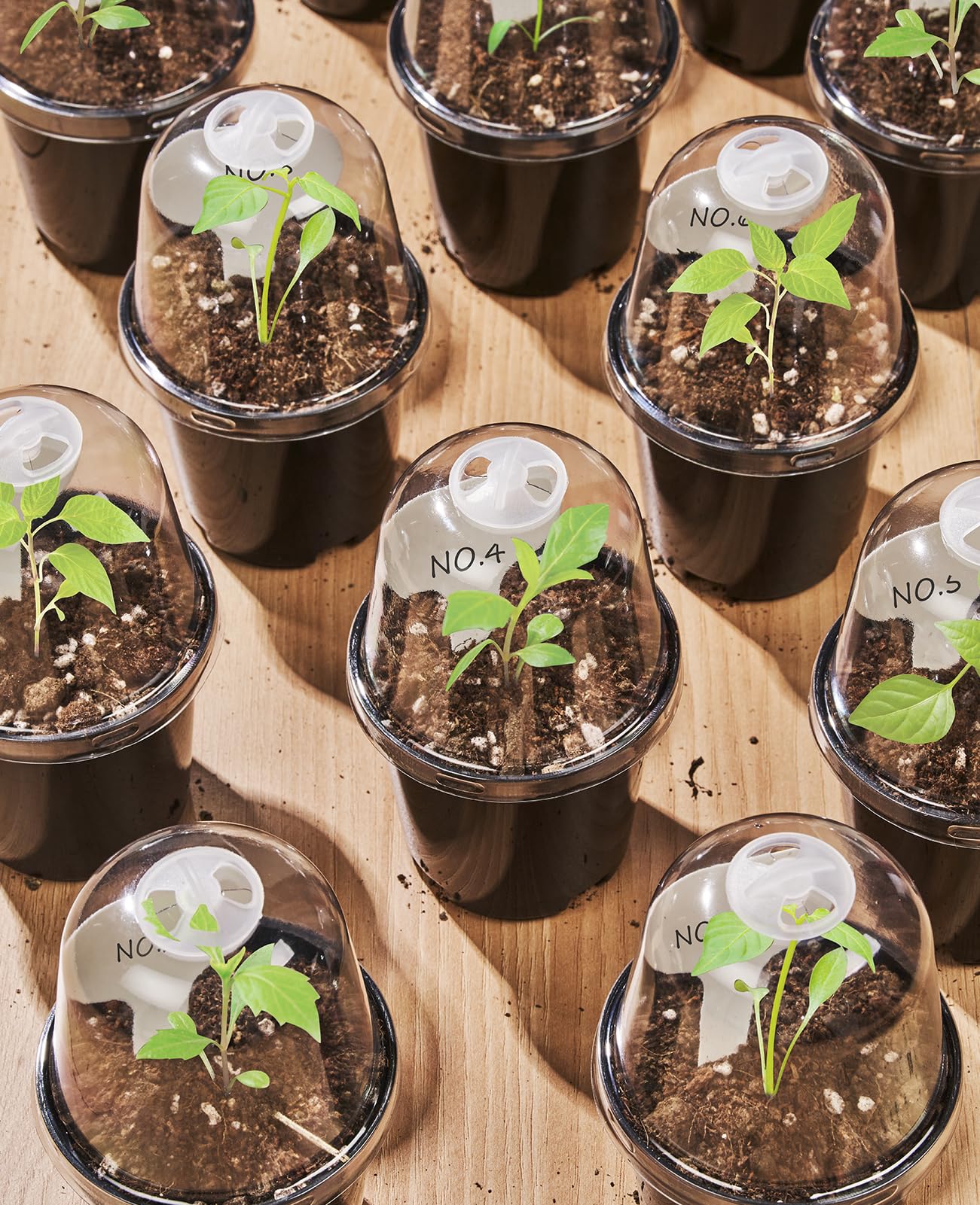 homenote transparent seedling pot for easy moisture and root observation