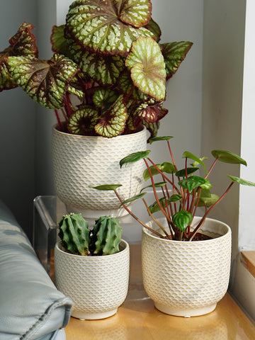 Homephyte gift-ready packaging display with elegant milk white planters