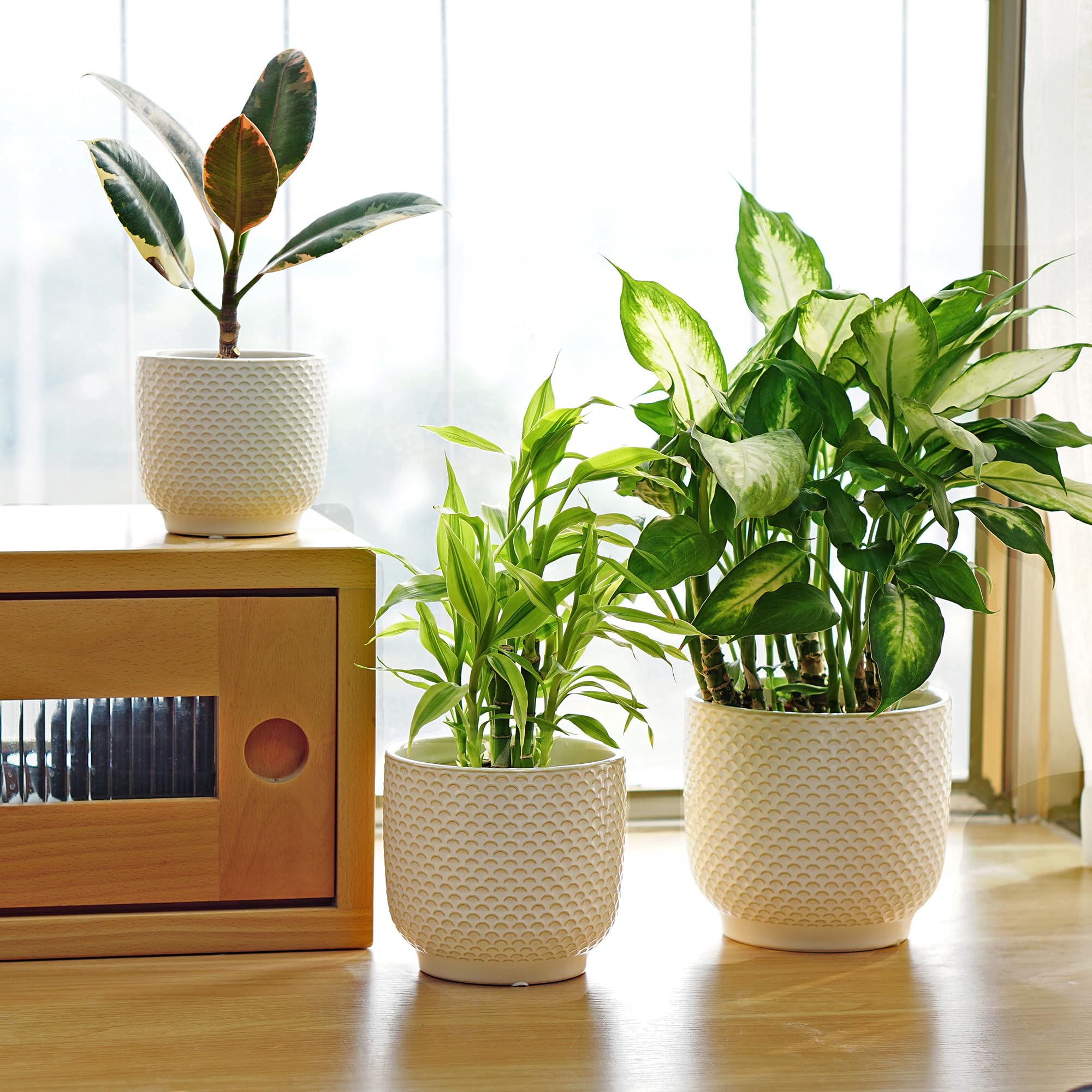 Homephyte succulent planting setup with modern stoneware aesthetic