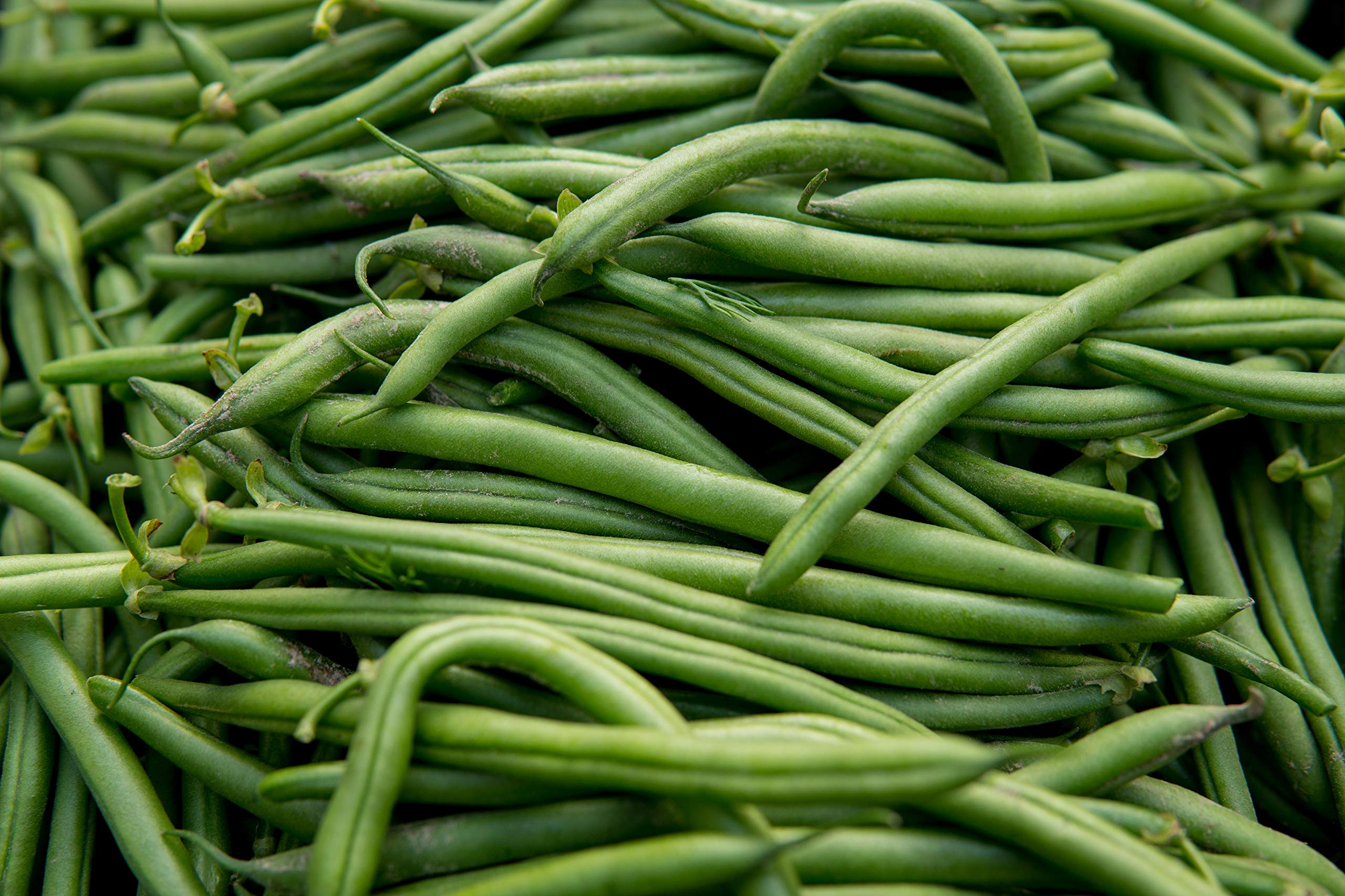 Hometown Seeds Blue Lake pole bean seeds on a trellis, ready for home canning and abundant harvests