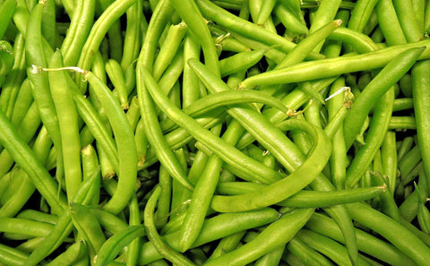 Hometown Seeds Contender bush bean pods on the plant for a crisp, early harvest.