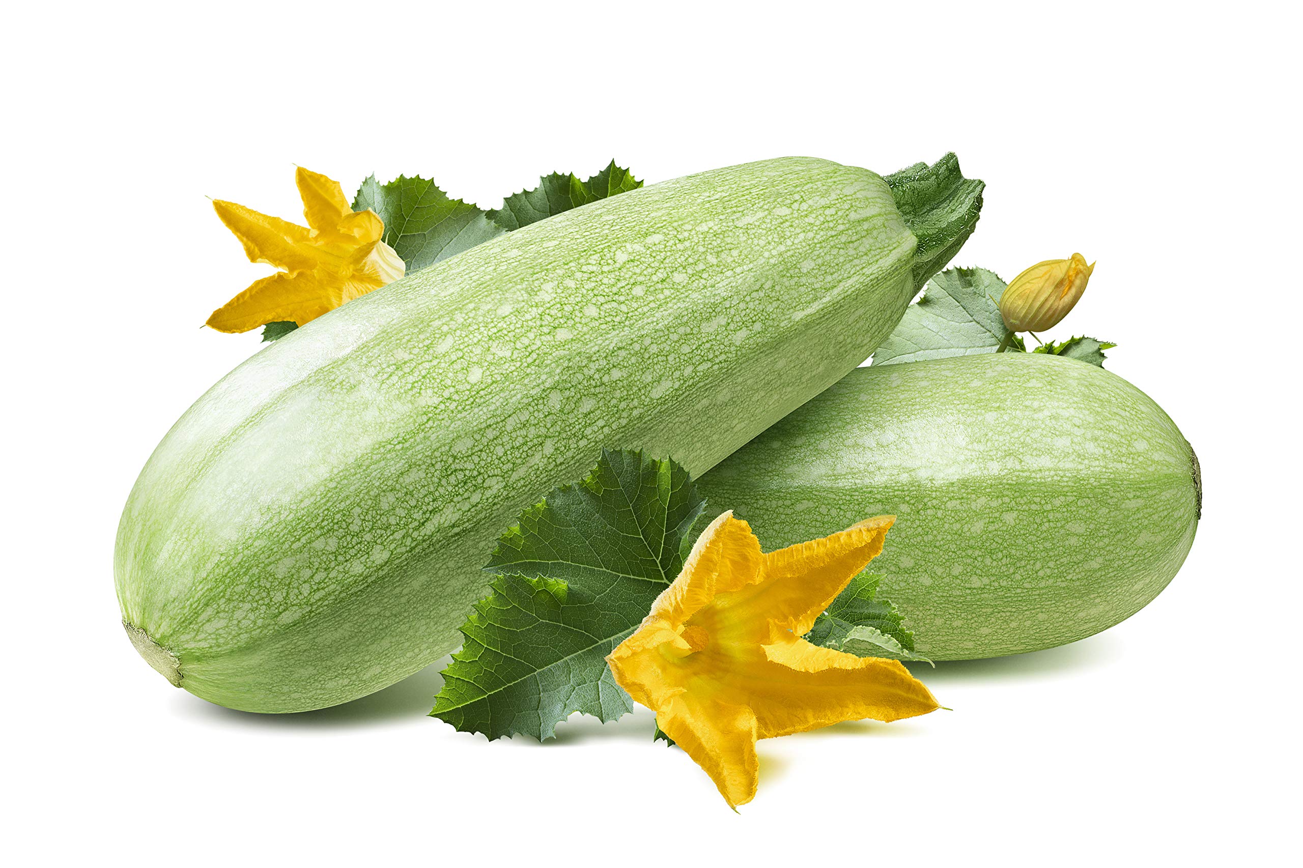 Hometown Seeds Grey Summer Squash seeds ready for planting and heat-tolerant harvest.