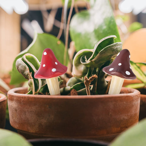 HOMYHEE works for both indoor and outdoor plant care.
