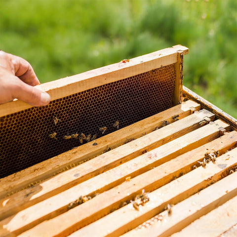 Honey Lake deep-frame for 8-10 frame hives