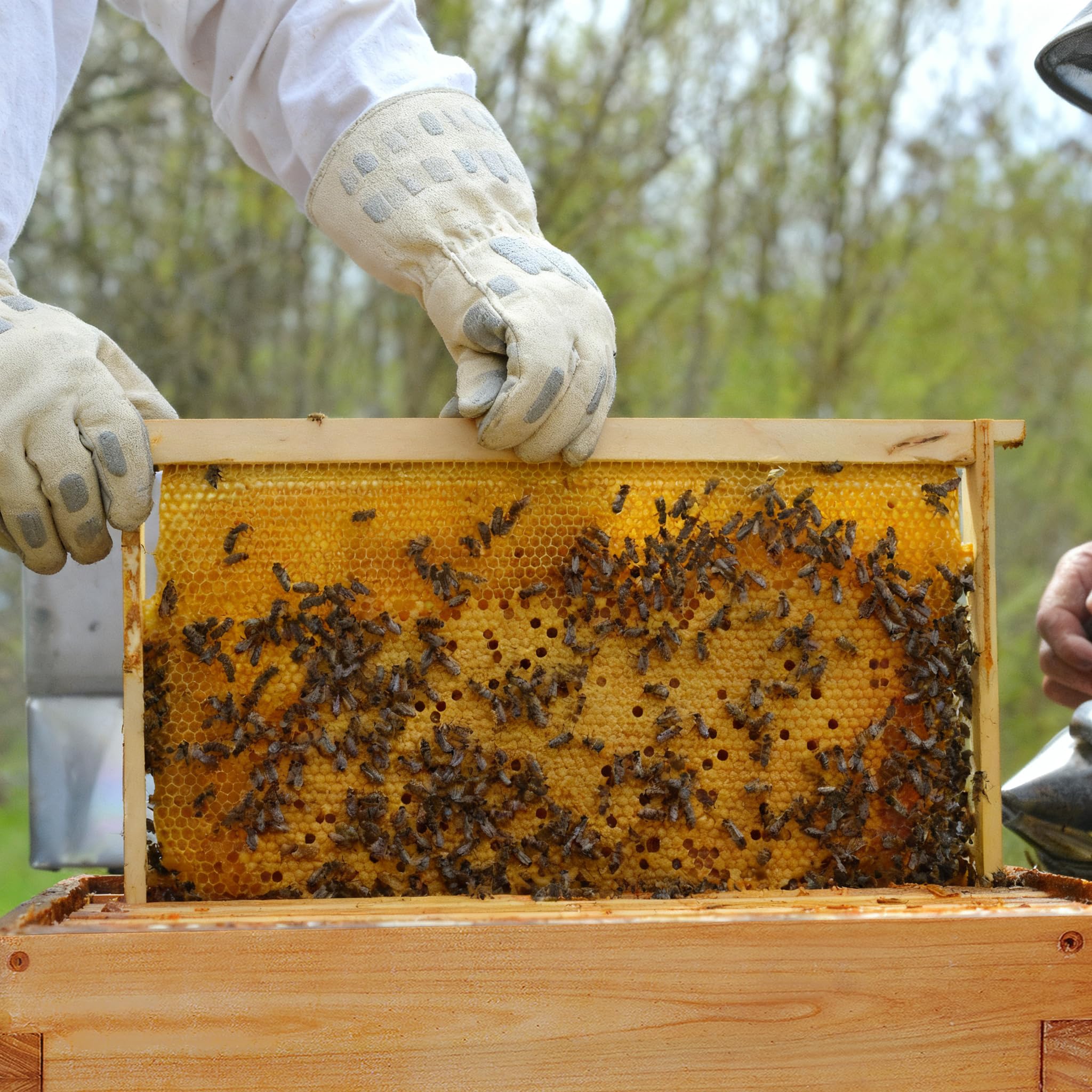 Honey Lake kit fits eight to ten frame deep brood boxes