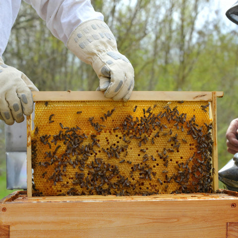 Honey Lake kit fits eight to ten frame deep brood boxes