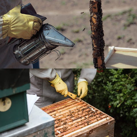 Honey Lake starter kit in use demonstrates versatile beekeeping supplies.