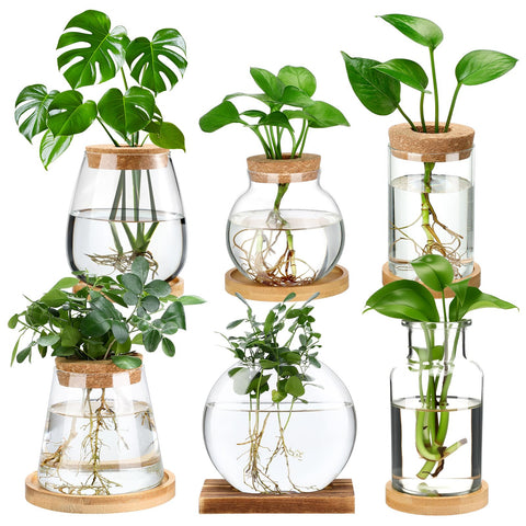 Honeydak six-design glass propagation stations shown on a desk for indoor propagation