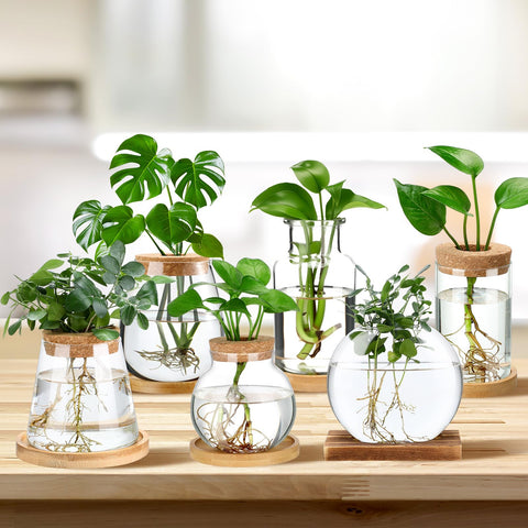 Honeydak bamboo-stand propagation vases displayed on a shelf with plant cuttings