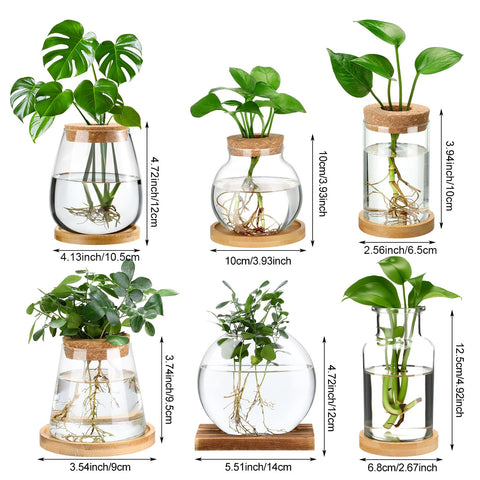 Honeydak clear borosilicate propagation vase highlighting root visibility