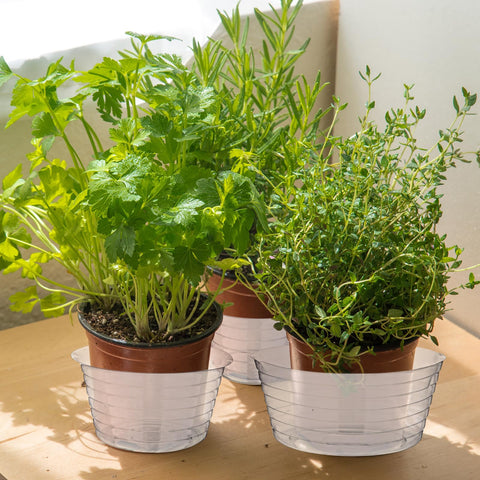 Hoolerry pack of 15 saucers in three sizes ideal for plant care