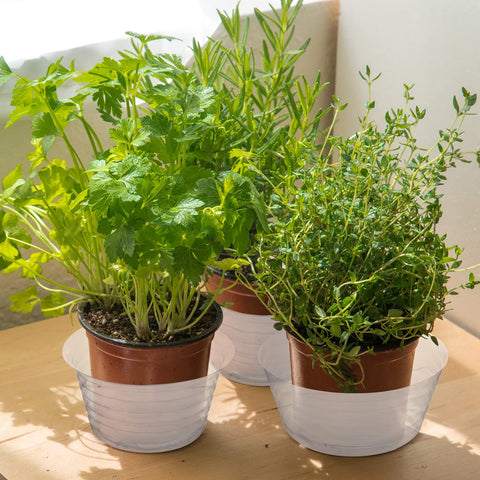 Hoolerry set of three sizes supports various pot shapes and placements