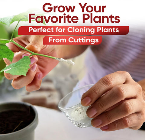 Hormex rooting cubes setup enables reliable cloning success.