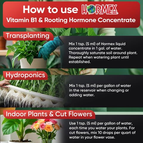 Hormex in a hydroponics setup supporting nutrient uptake and root health