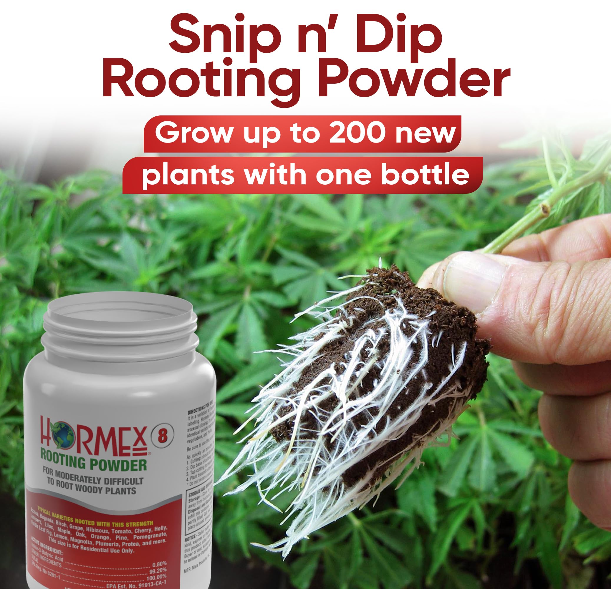 Hormex Rooting Powder 8 semi-hardwood cuttings demonstrates versatility across shrubs