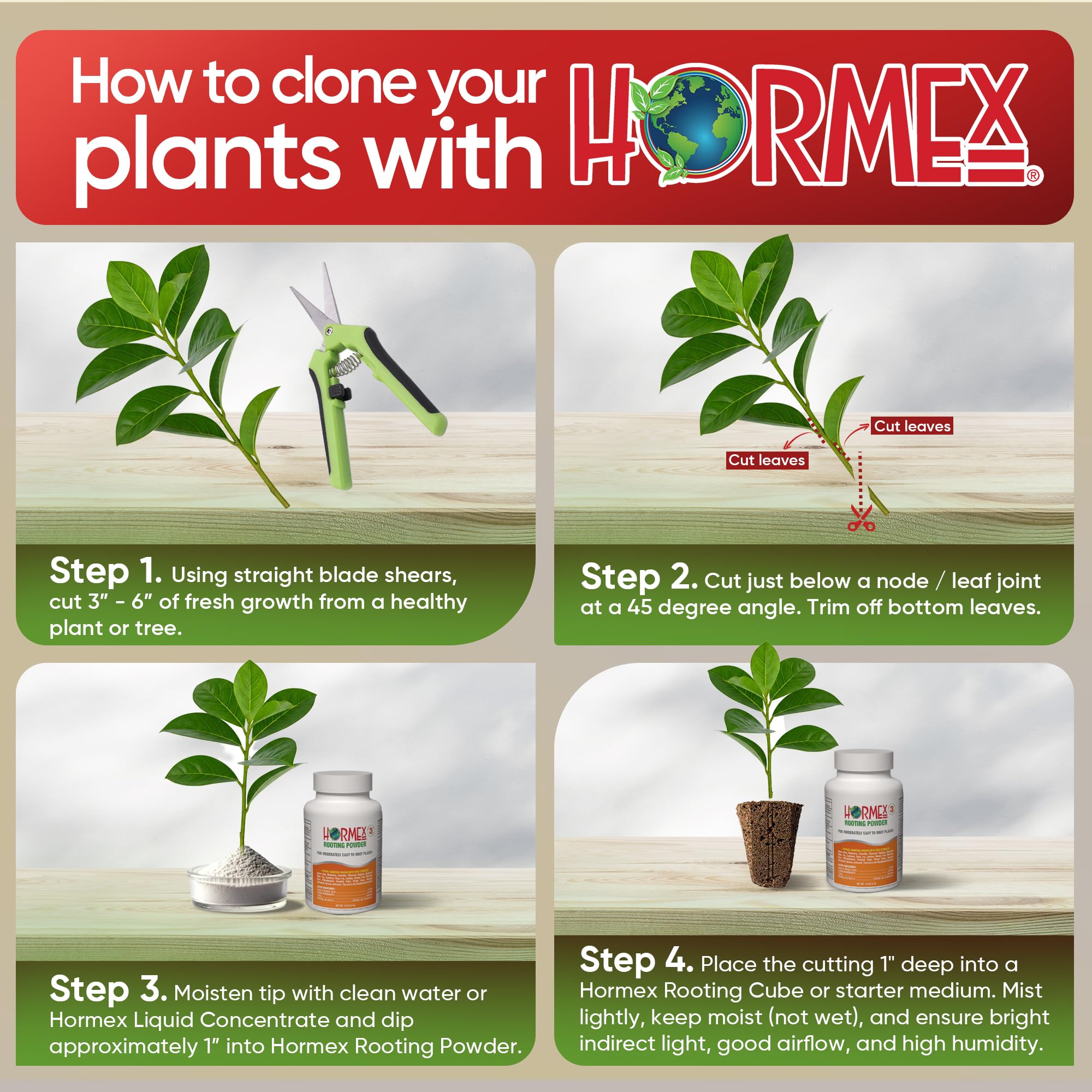 Rooting cubes setup with Hormex for consistent cloning results.
